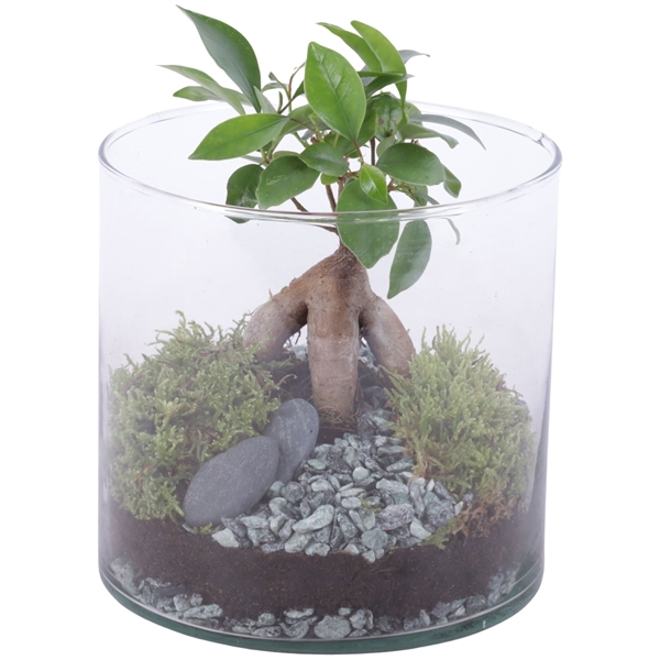 <h4>Ficus m. Ginseng Ø06cm in Glass Vase Cylinder Ø15cm</h4>