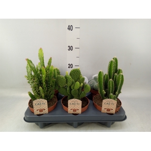 Cactus   ...mix