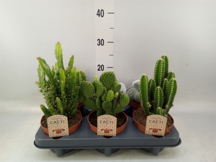 <h4>Cactus   ...mix</h4>