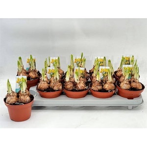 Narcissus Jetfire 12Ø 15cm