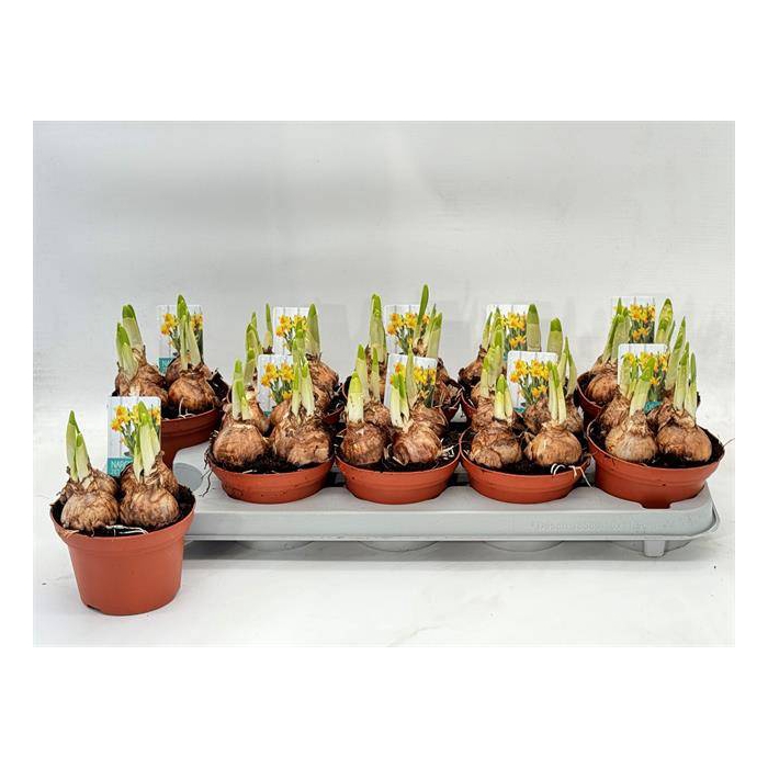 <h4>Narcissus Jetfire 12Ø 15cm</h4>