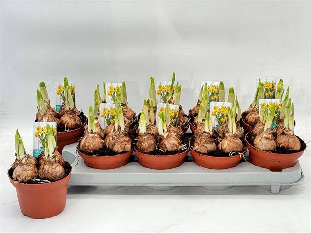 Narcissus Jetfire 12Ø 15cm