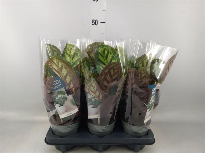 <h4>Calathea   ...</h4>