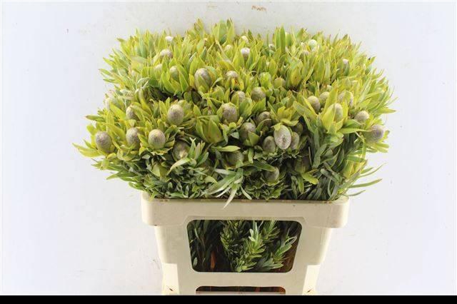 <h4>LEUCAD PIZZA</h4>