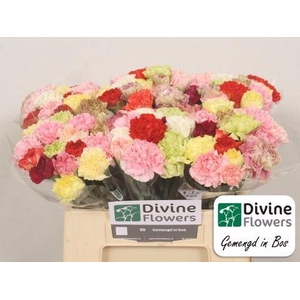 DI ST RAINBOW 40 cm