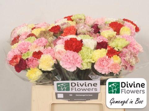 <h4>DI ST RAINBOW 40 cm</h4>