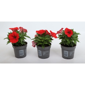 Petunia Famous Red 10,5 cm