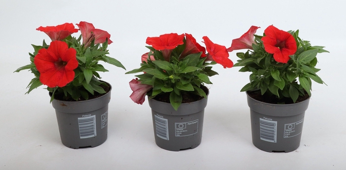 <h4>Petunia Famous Red 10,5 cm</h4>