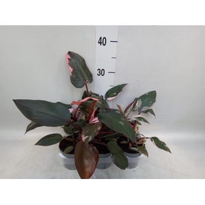 Philodendron   ...