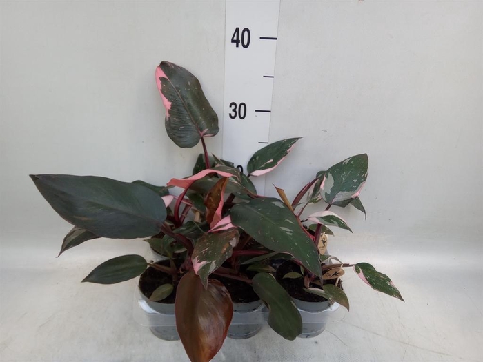 <h4>Philodendron ...</h4>