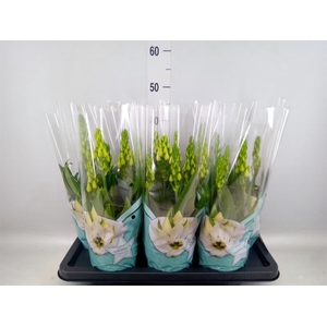 Ornithogalum thyrs.