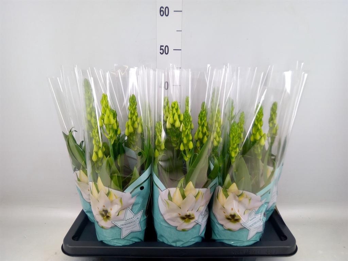 <h4>Ornithogalum thyrs.</h4>