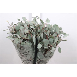 Euca Populus Leaf Extra