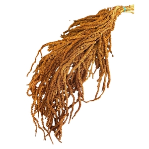 Droogbloem Amaranthus hang 70cm x5