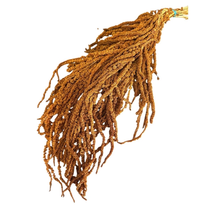 <h4>Dried flowers Amaranthus hanging 70cm x5</h4>