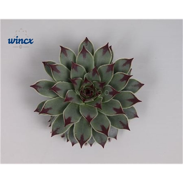 <h4>Sempervivum Tectorum Cutflower</h4>