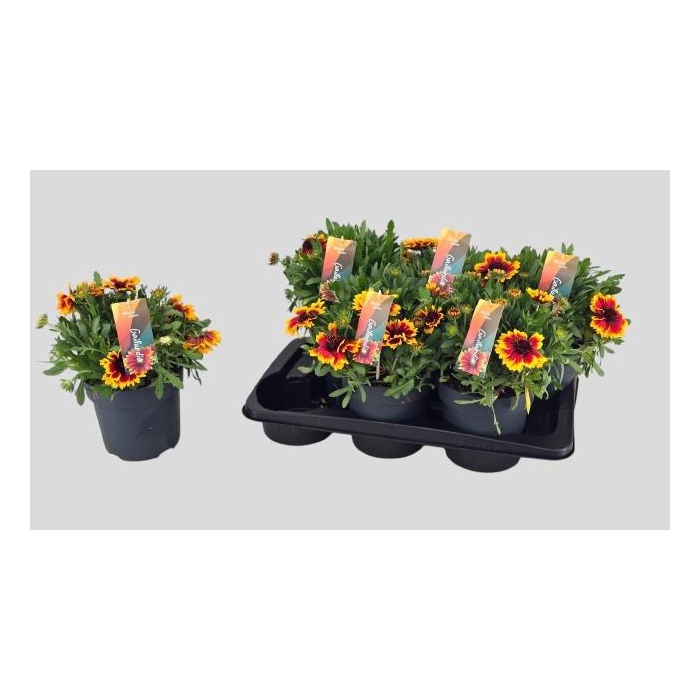 <h4>GAIL ARIZONA SUN</h4>