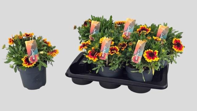 <h4>GAIL ARIZONA SUN</h4>