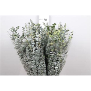 Euca Baby Blue Extra