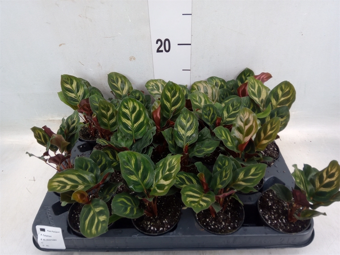 <h4>Calathea makoyana</h4>