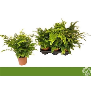 Adiantum gemengd