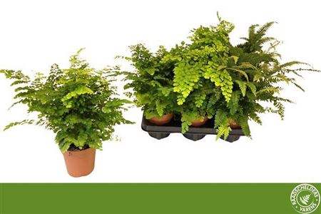 <h4>Adiantum gemengd</h4>