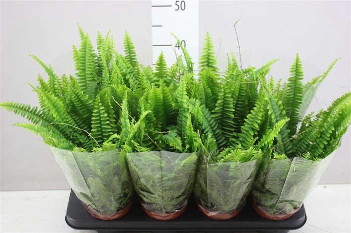 <h4>Nephrolepis Ex Green Lady</h4>