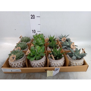 Succulents   ...mix 3