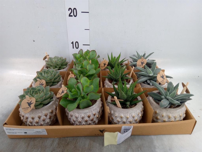 <h4>Succulents   ...mix 3</h4>