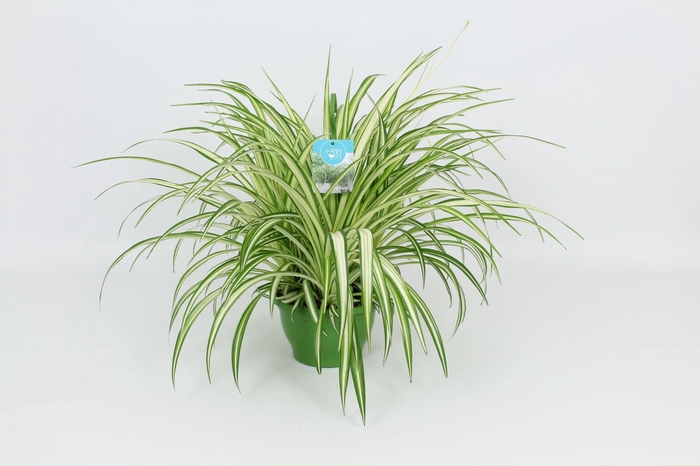 <h4>HangonGreen Chlorophytum Vitatum 21 cm</h4>