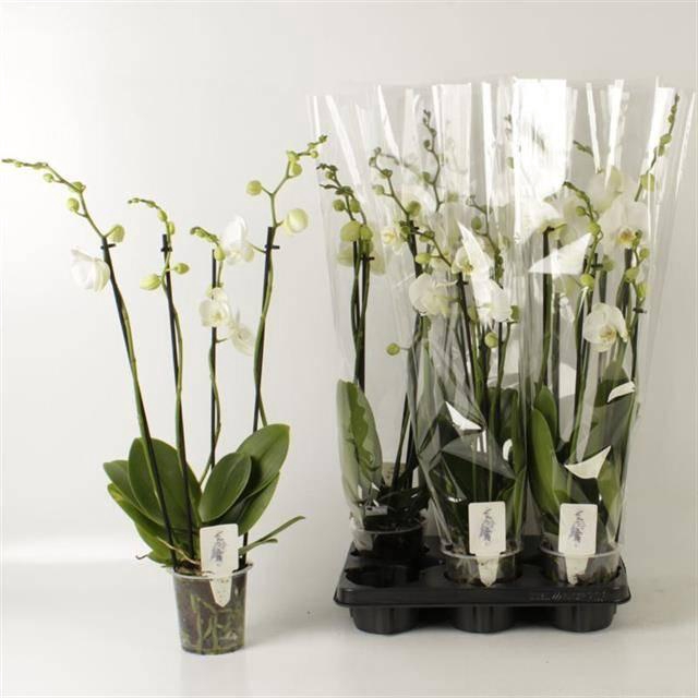 <h4>Phal Ov Wit</h4>