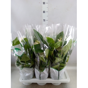Anthurium andr. 'Alaska'