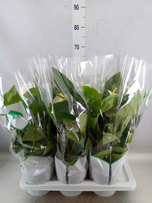 <h4>Anthurium andr. 'Alaska'</h4>