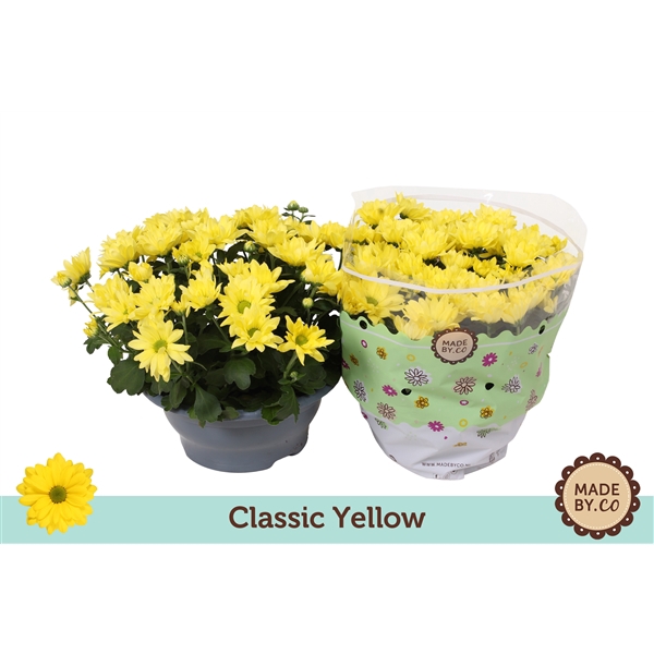 <h4>Chrysanthemum Indicum Classic Jaune</h4>