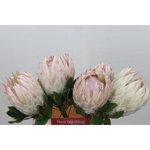 Protea Cynaroides Satin