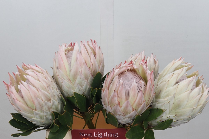 Protea Cynaroides Satin