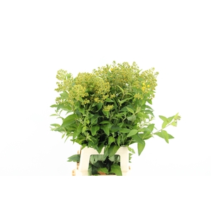 LYSIM VULGARIS