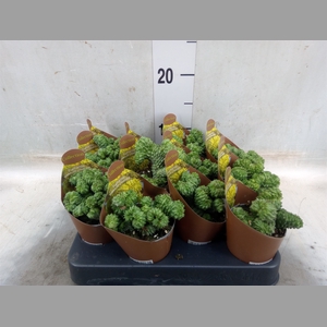 Euphorbia   ...