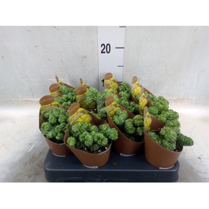 Euphorbia   ...