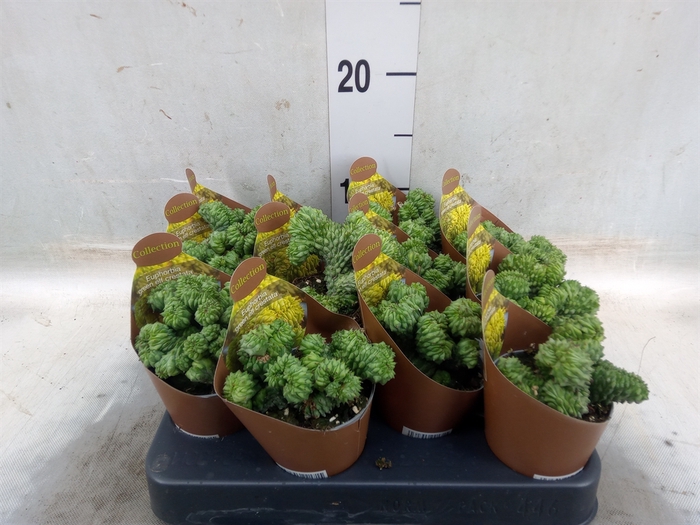 <h4>Euphorbia   ...</h4>