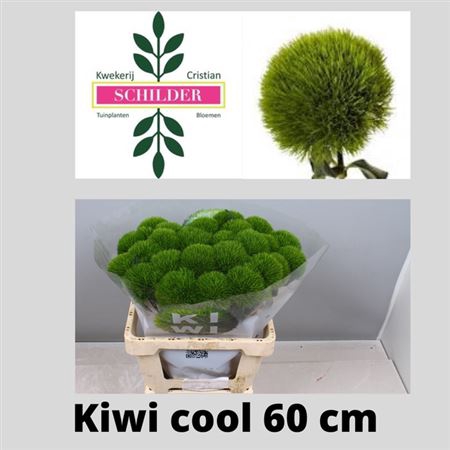 <h4>Di Barb Kiwi Cool</h4>