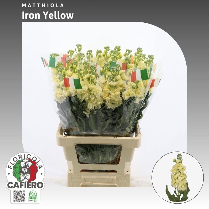 <h4>MATTH IRON YELLOW</h4>