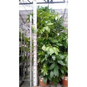 Schefflera actin. 'Amate'