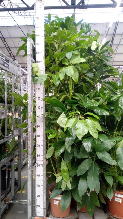 <h4>Schefflera actin. 'Amate'</h4>