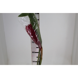 ALPINIA PURPURATA VERMELHA