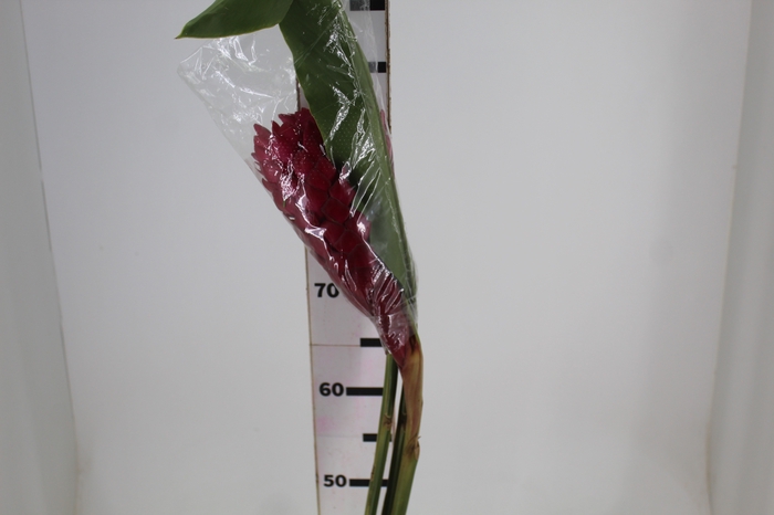 <h4>ALPINIA PURPURATA VERMELHA</h4>