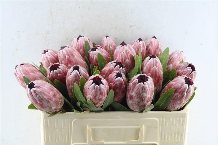 <h4>Protea Pink Ice</h4>