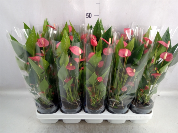 Anthurium andr. 'Mill Flowers Red'