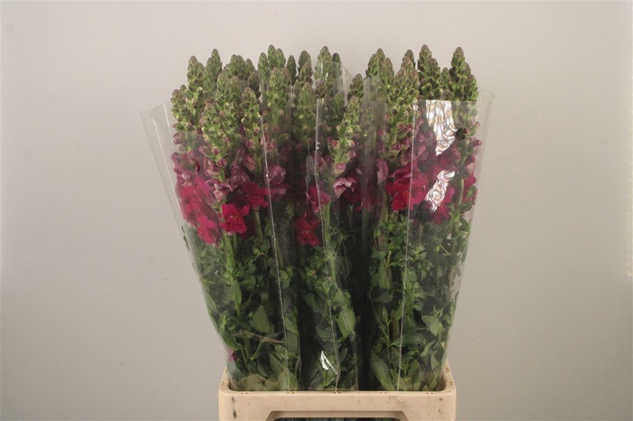 <h4>Antirrhinum It. Red</h4>
