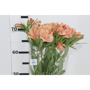 ALSTROEMERIA CANYON 080 CM